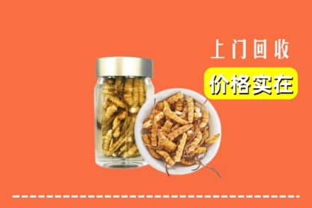大理宾川县回收散虫草