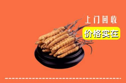 大理宾川县回收冬虫夏草
